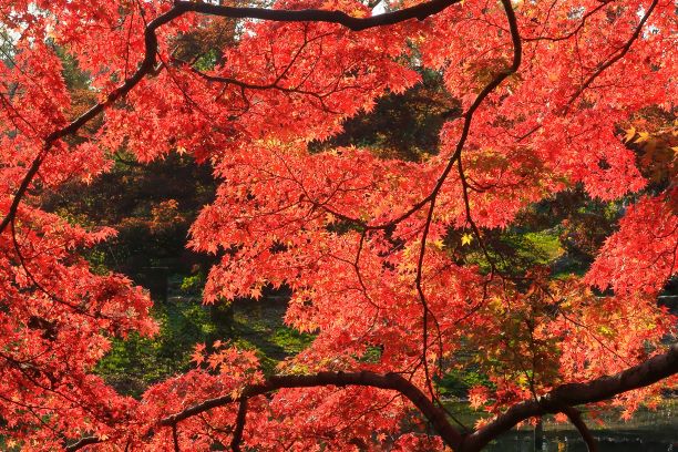 aa植物園201117 (13)jj