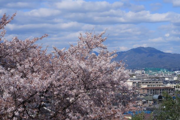 200405西山桜 (2)mm