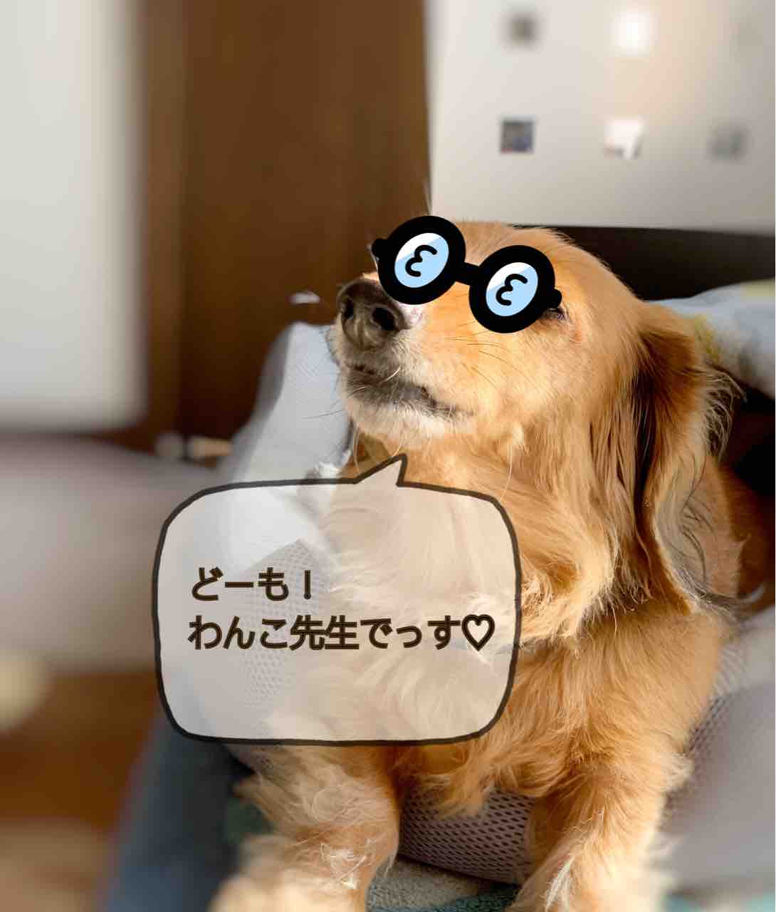 ８月の過ごし方のヒント 花と心理学と数秘の教室ef Message アドバイザーわんこ