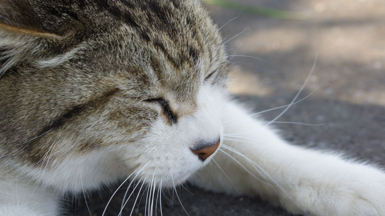 久々に野良猫に会いに行く K Blog