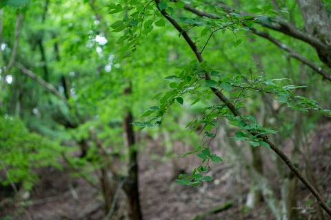 DSC00939