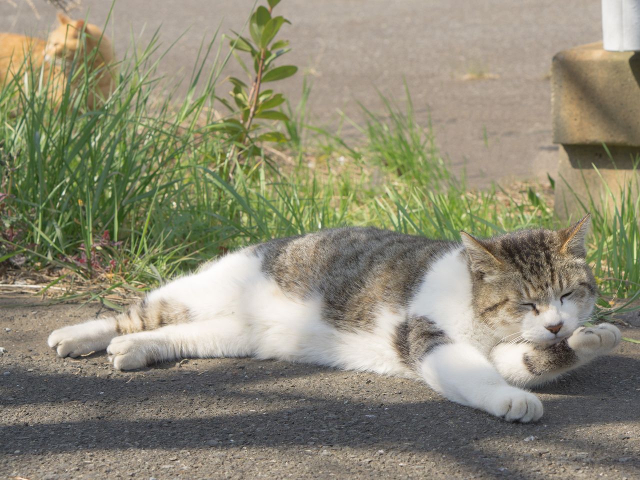 久々に野良猫に会いに行く K Blog