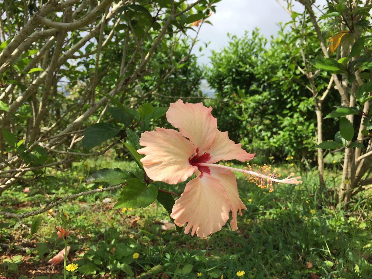 一人で石垣島旅行 3日目 最終日 K Blog
