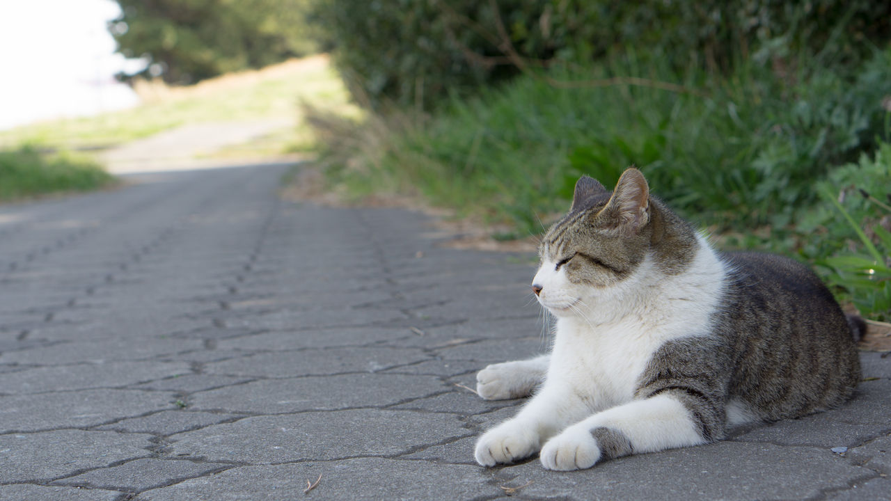 久々に野良猫に会いに行く K Blog