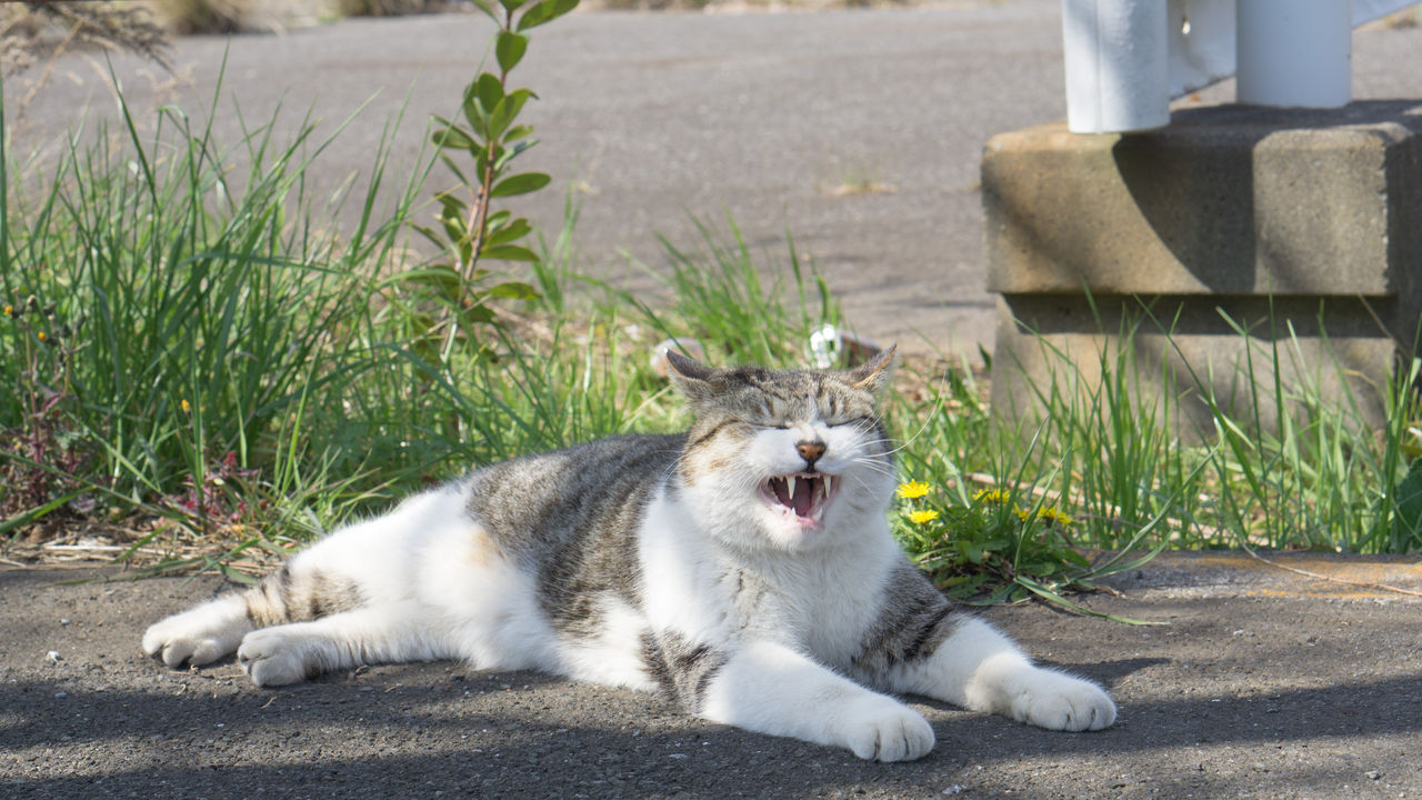 久々に野良猫に会いに行く K Blog