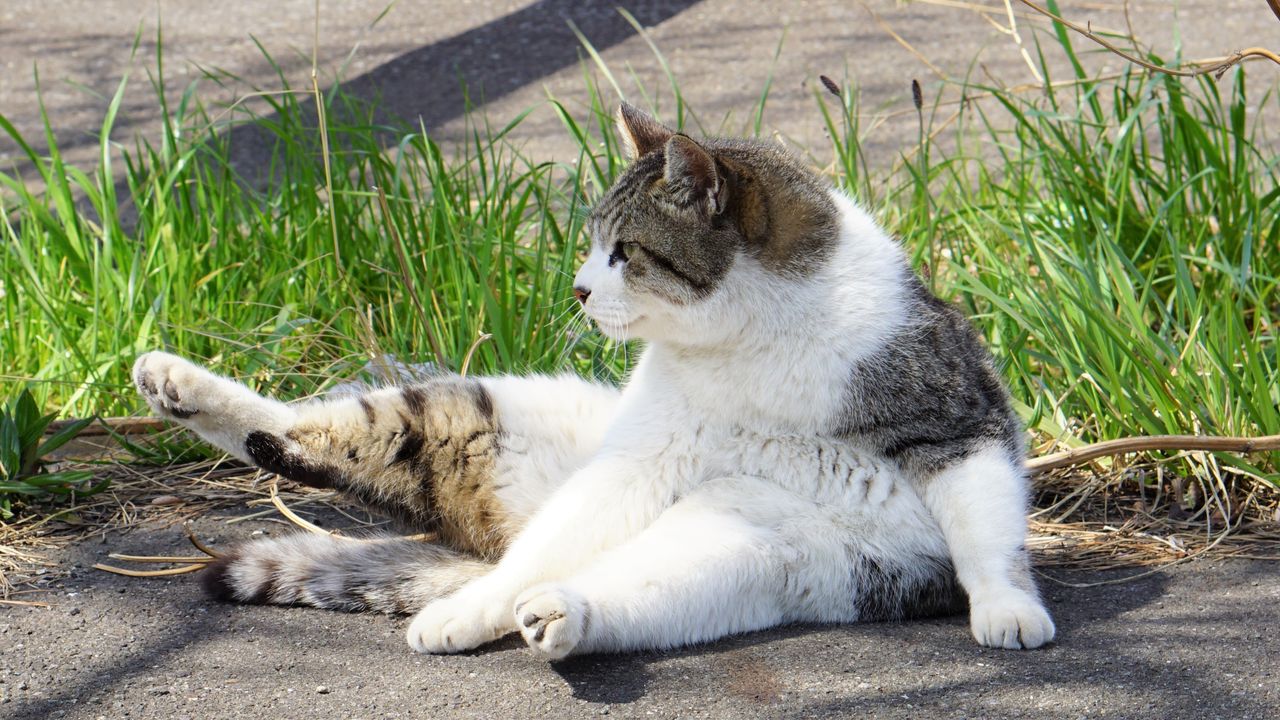 久々に野良猫に会いに行く K Blog