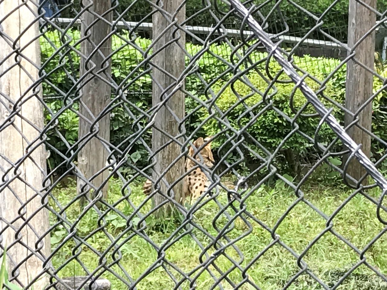 アクセラと行く 多摩動物公園へドライブ K Blog アクセラと行く 多摩動物公園へドライブ K Blog