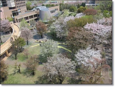 ○外語大・キャンパス・春a