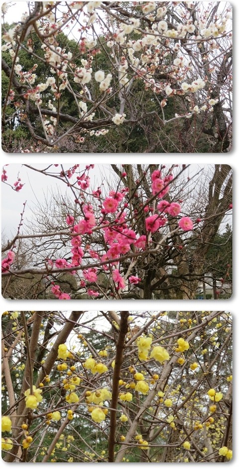 ●小金井公園・蝋梅等 (2)d-vert