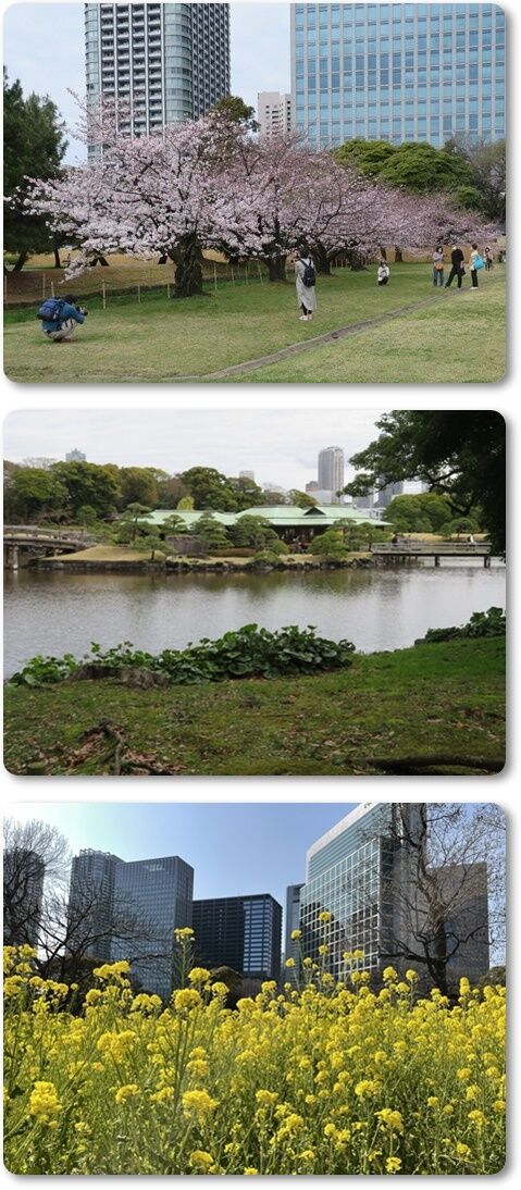 220327・浜離宮・東描 (43)c-vert