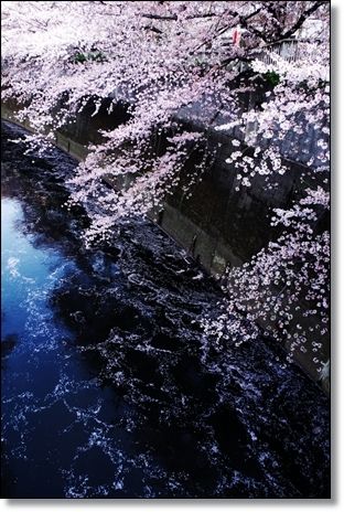 イメージ 12