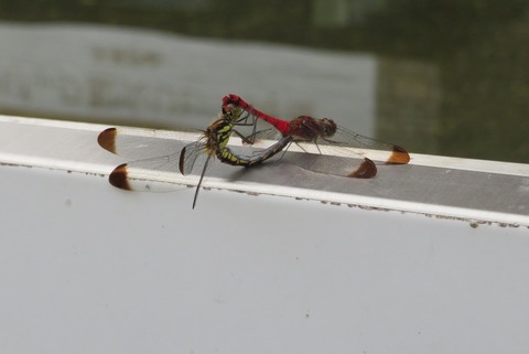 200927・9月例会 (41)sp