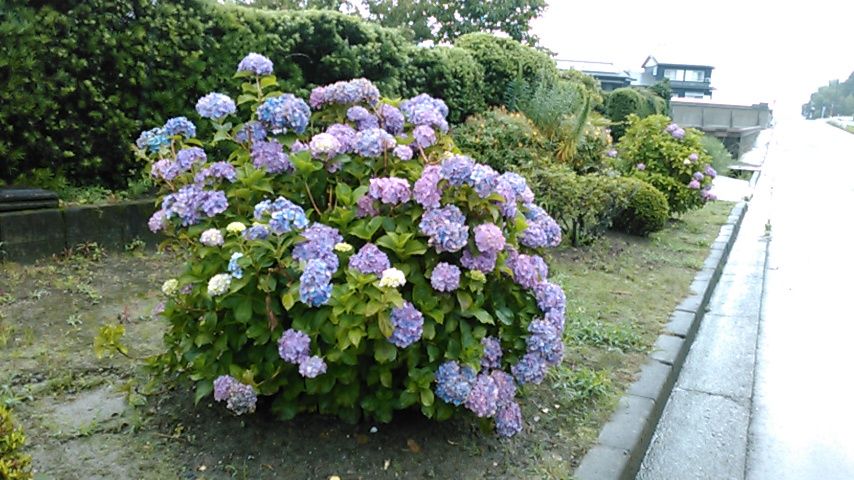 今日の朝 和田方面 通り道 家 入り口 花壇 紫陽花の花 Egao5000のblog 今日の朝 和田方面 通り道 家 入り口 花壇 紫陽花の花 Egao5000のblog
