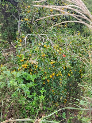 8f8a339c-aa46-4ac4-afc5-f8644dea5ede