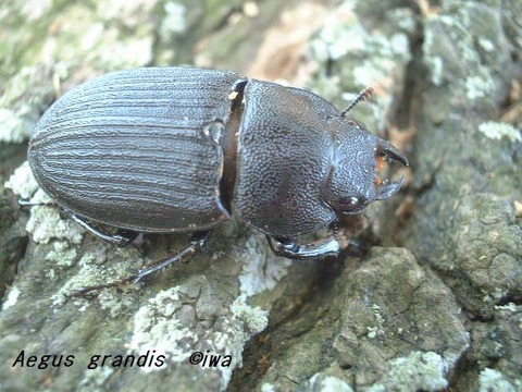 Aegus grandis02