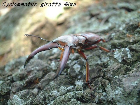 Cyclommatus giraffa02