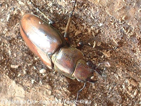 Cyclommatus cupreonitens04