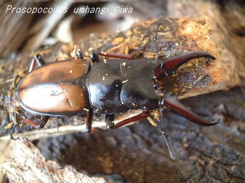 Prosopocoilus umhangi04