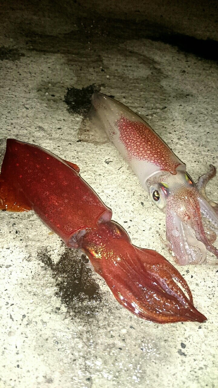 15年 12月 山口県 上関 エギング 冬 アオリイカ 釣果 山口県 島根県 エギング釣果ブログ 浜田 萩 周防大島 上関