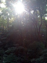 明治神宮?
