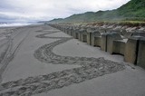 海カメ産卵