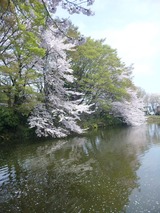 2011花見