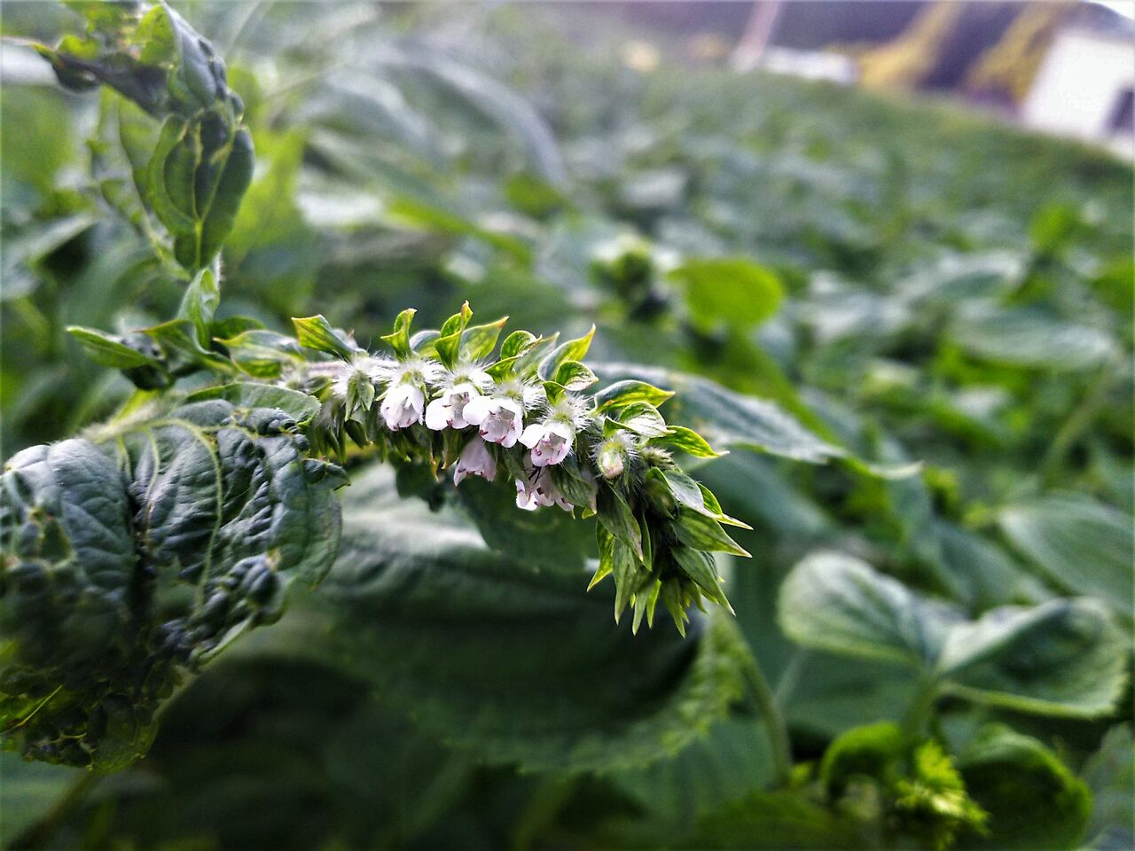 早生種に花 エゴマ ベンガルの風にのって 早生種に花 エゴマ ベンガルの風にのって