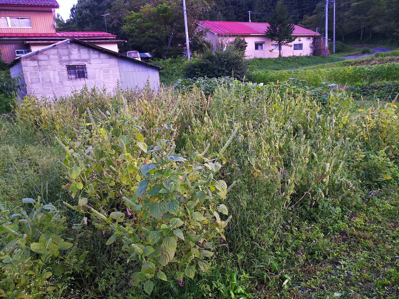 極早生の収穫時期 エゴマ ベンガルの風にのって