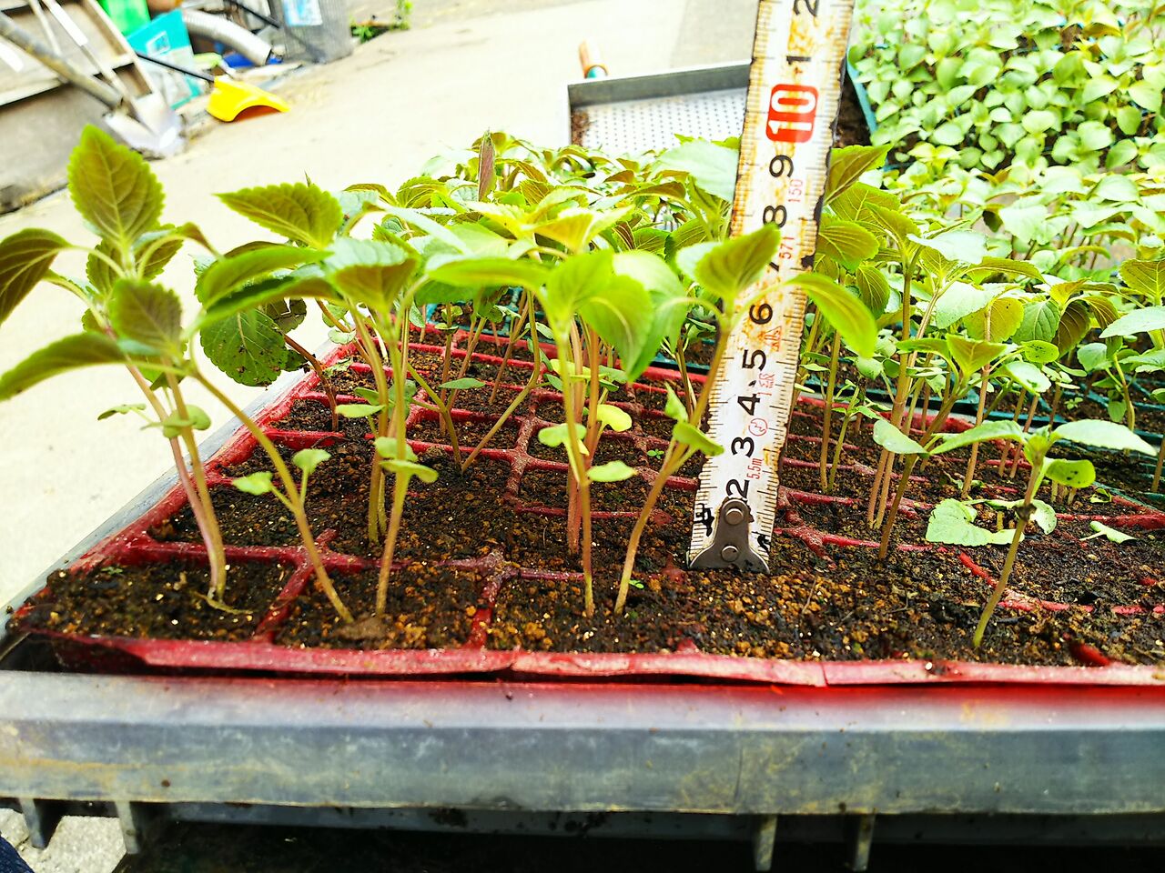 セルポット苗の定植 エゴマ ベンガルの風にのって