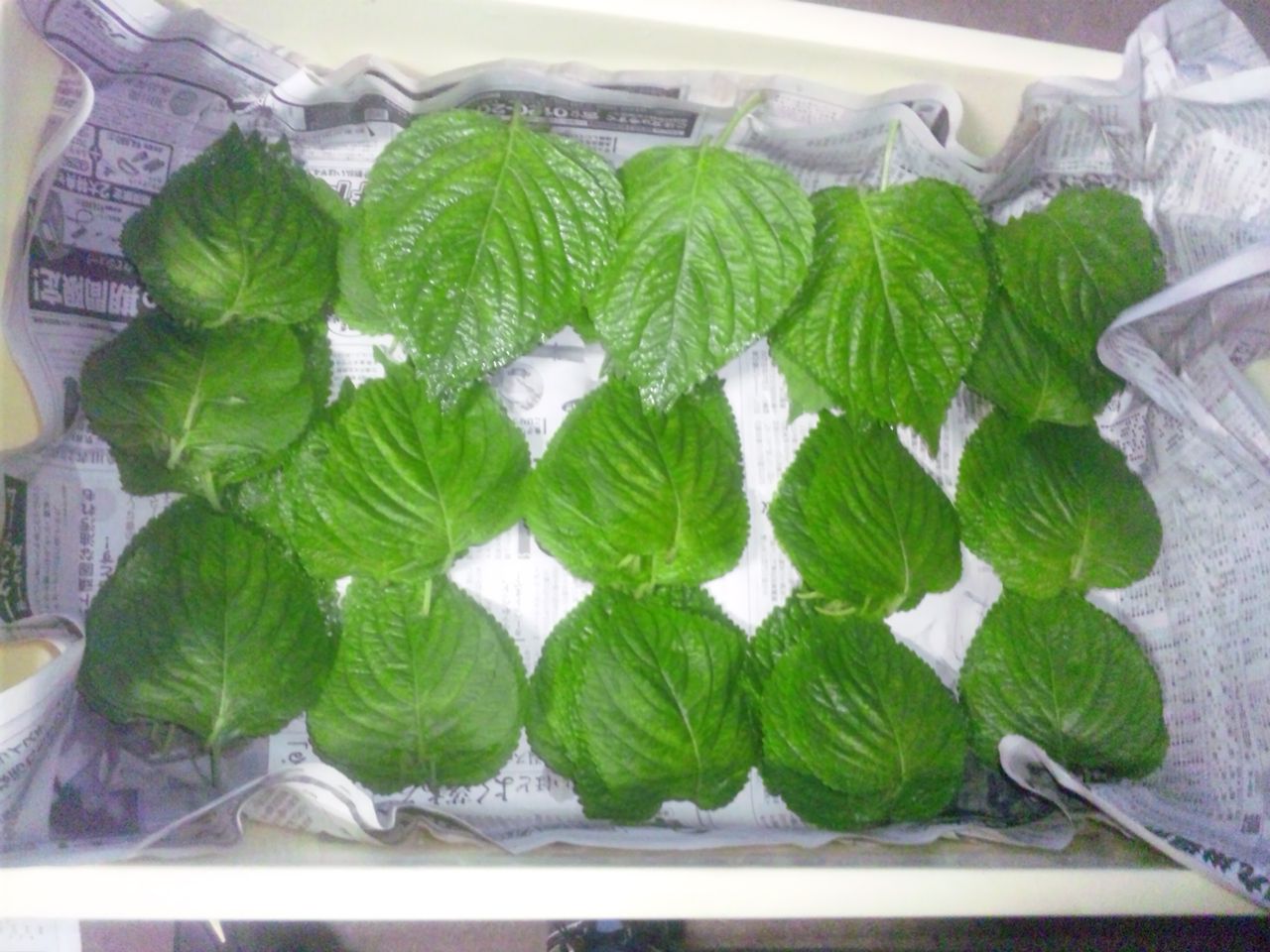 エゴマ・ベンガルの風にのって 葉の収穫