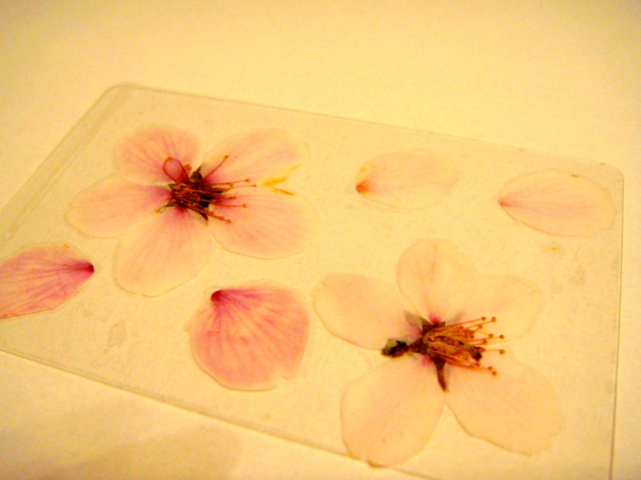 桜の押し花 Fumikoのブログ