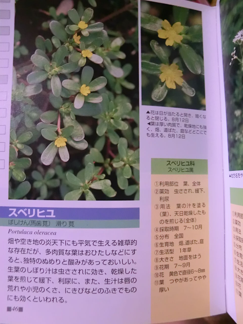 赤紫の茎で肉厚楕円形な葉の雑草 スベリヒユ 実は食べられる 百獣の王はライオン では花の王は 赤紫の茎で肉厚楕円形な葉の雑草 スベリヒユ 実は食べられる 百獣の王はライオン では花の王は