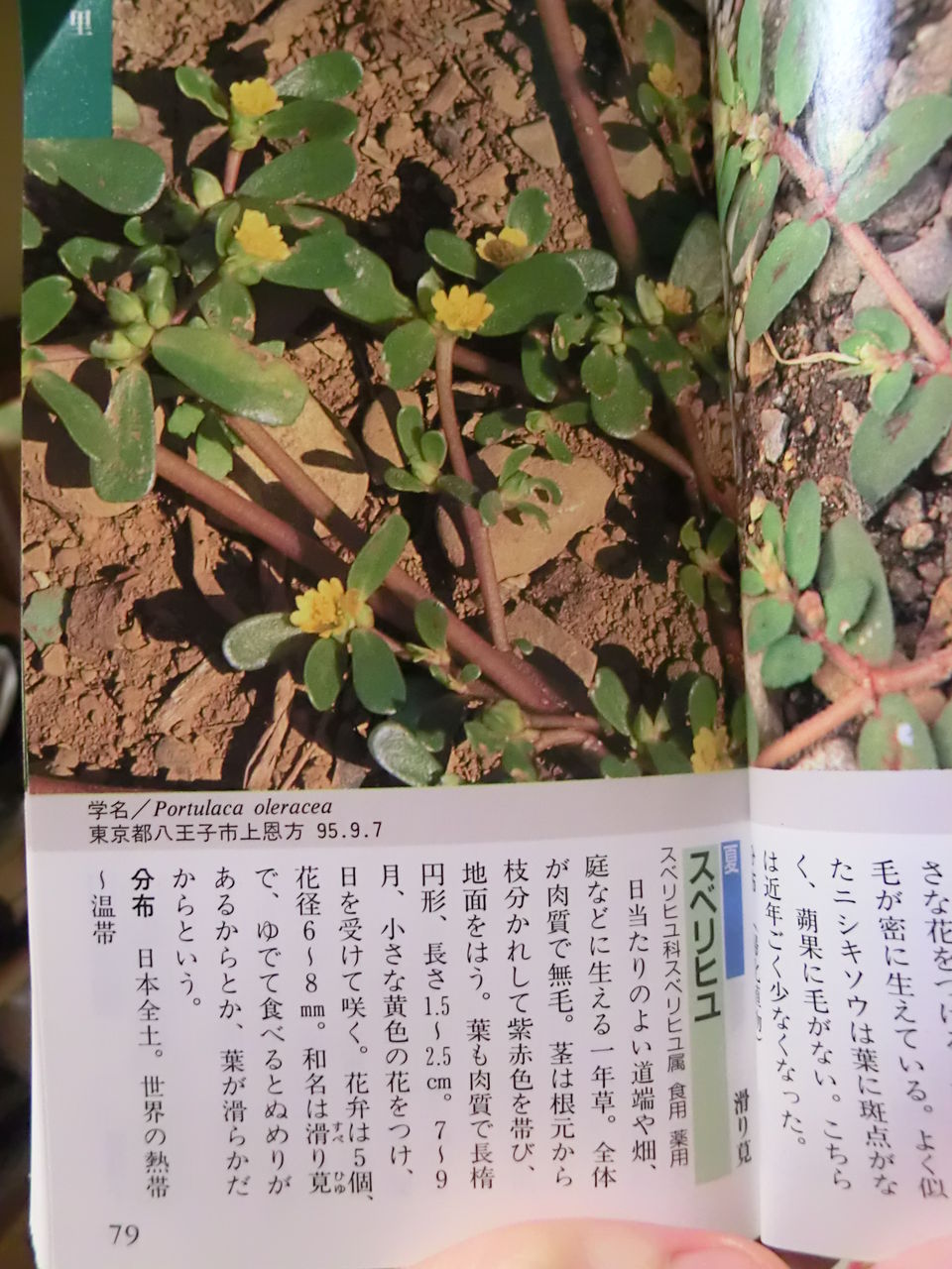 赤紫の茎で肉厚楕円形な葉の雑草 スベリヒユ 実は食べられる 百獣の王はライオン では花の王は 赤紫の茎で肉厚楕円形な葉の雑草 スベリヒユ 実は食べられる 百獣の王はライオン では花の王は