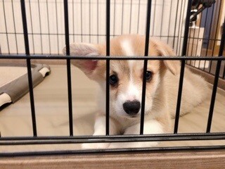 ダウンロード