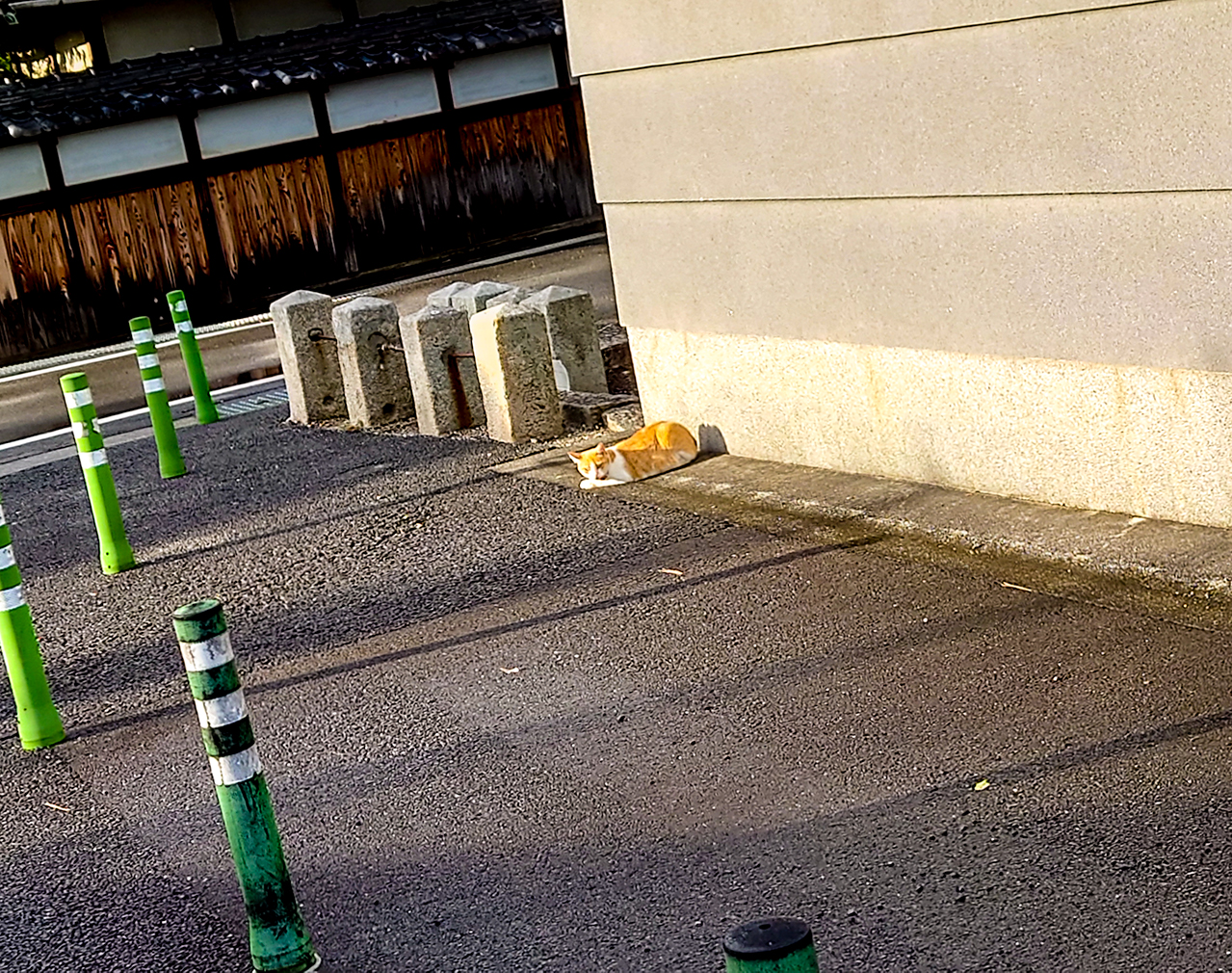 sunbathe_NEKKO
