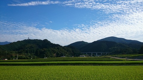 西条市氷見地区棚田