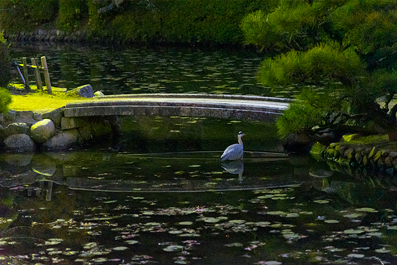 Nestled on the pond