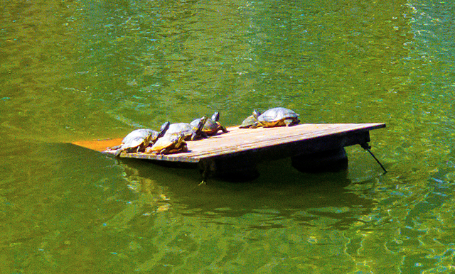 turtle