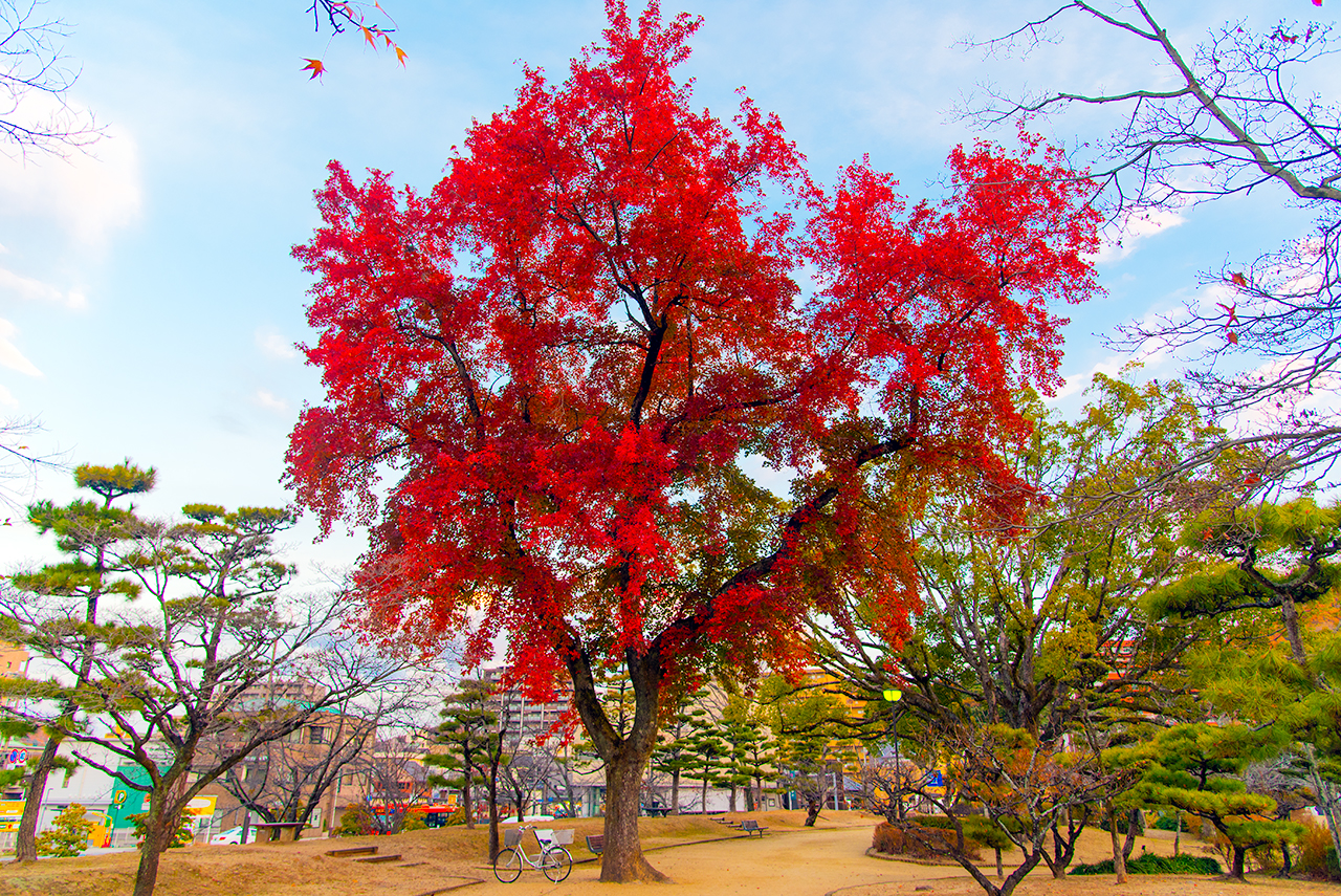 Autumn colour