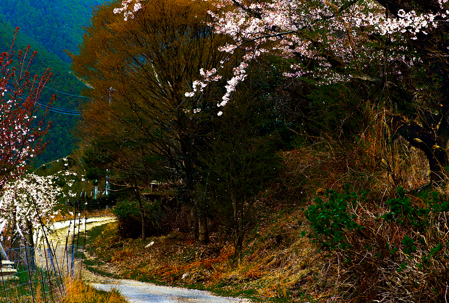 Falling CherryBlossom