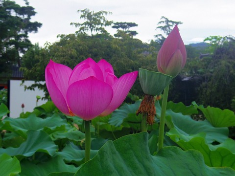 IMGP3554