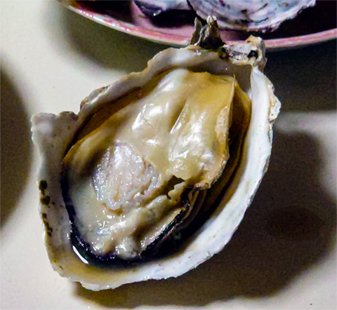 Oyster