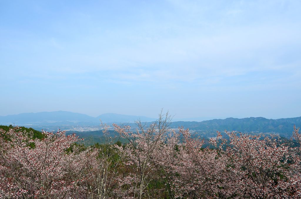 風景 吉野の高城山展望台からの桜景色 あおによし
