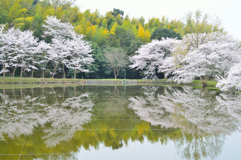 内山永久寺跡　本堂池と桜
