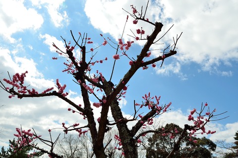 紅梅と空