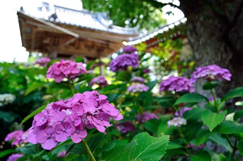 久米寺　楼鐘を背景に紫のアジサイ