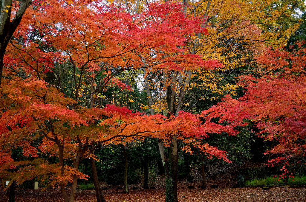 風景 甘樫丘の紅葉 あおによし