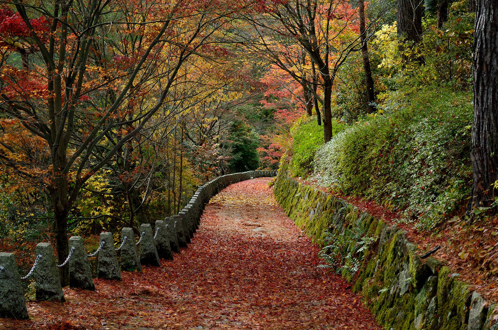 風景 吉野の高城山展望台の紅葉 あおによし