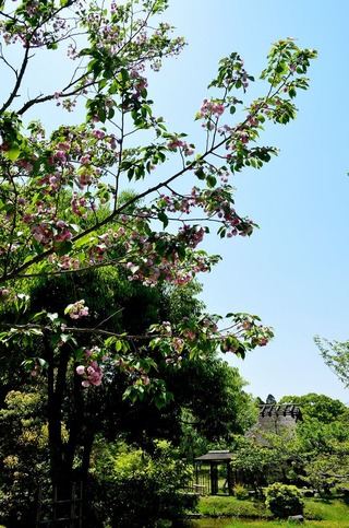 奈良国立博物館　奈良の八重桜
