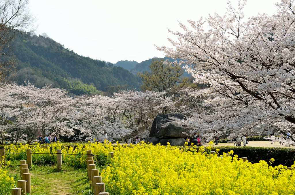 石舞台古墳 夜桜ライトアップ あおによし 石舞台古墳 夜桜ライトアップ あおによし